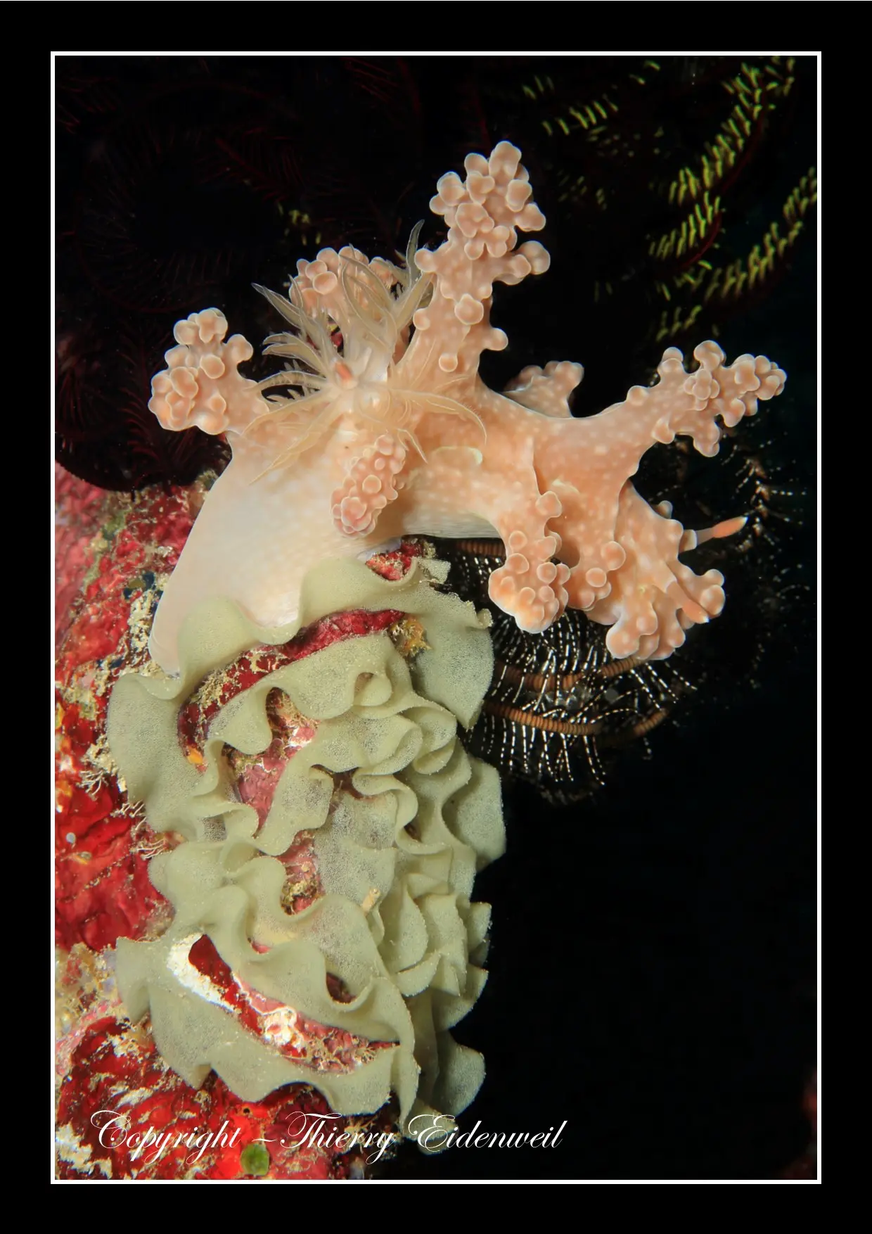 Anilao Macro Dive Media Highlight
